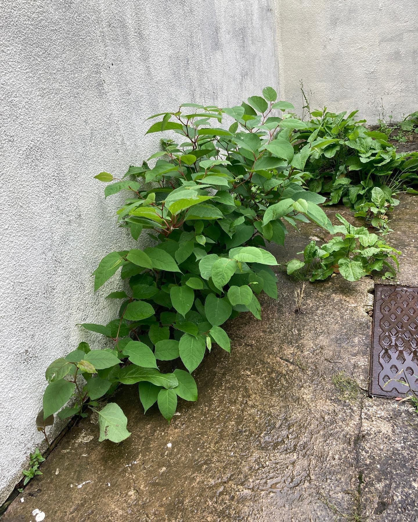 Should Japanese Knotweed Be Removed? - LM Surveying Services