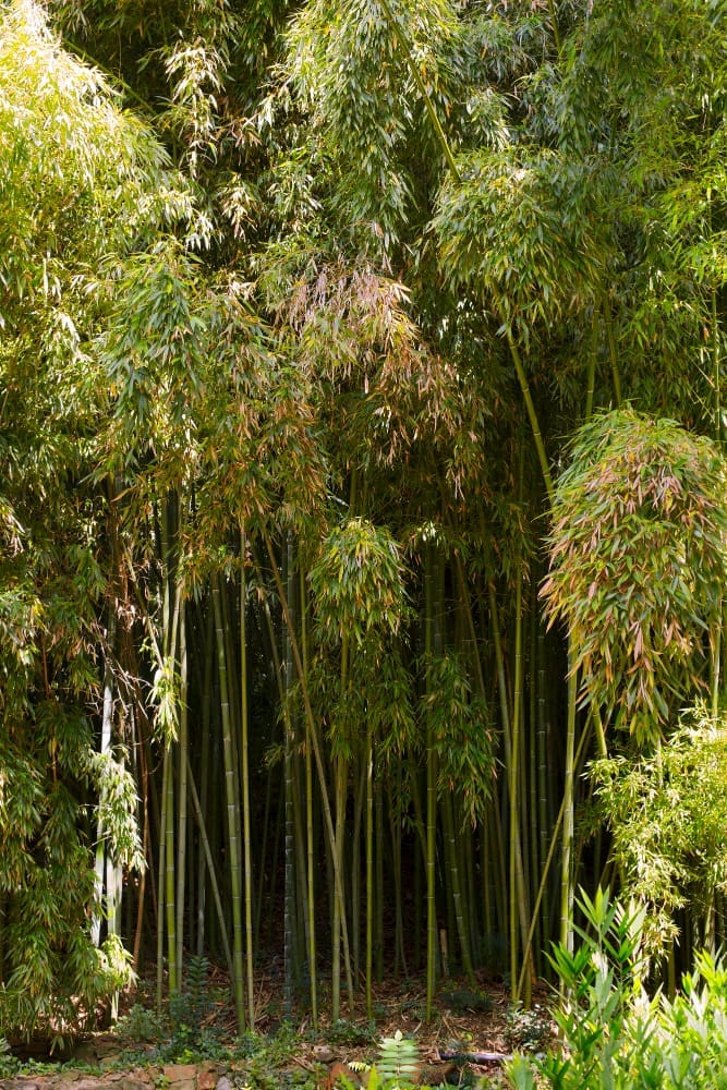 Garden Bamboo invasive