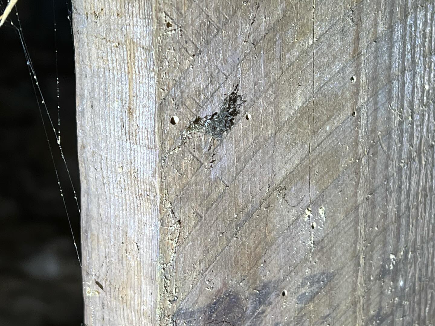 Rafters and between/above the joists wood boaring beetle 2